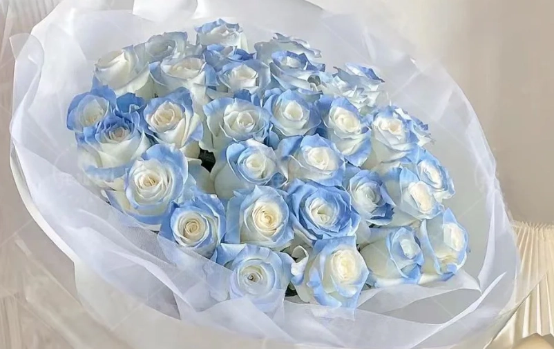 碎冰藍玫瑰 養護