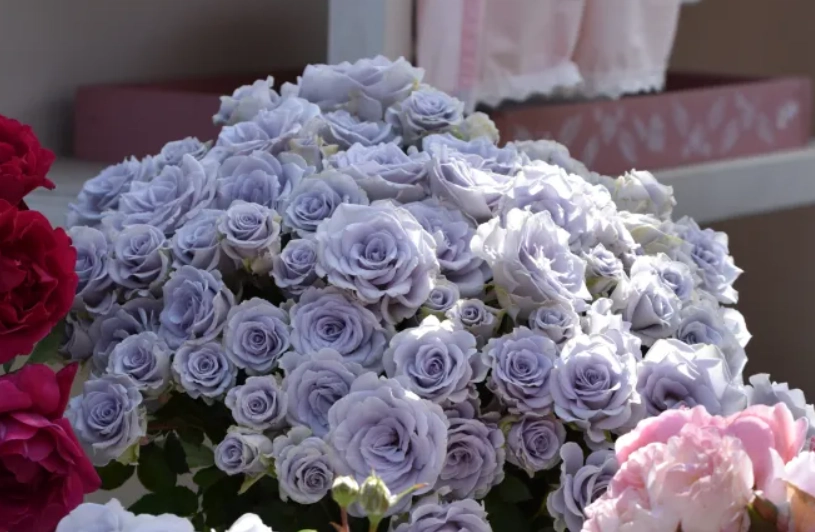 蓝玫瑰购买指南