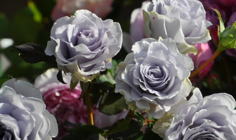 蓝玫瑰购买指南