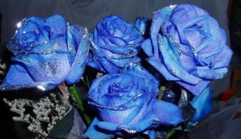 蓝玫瑰养护