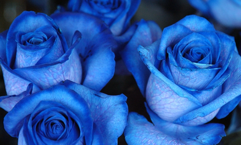 蓝玫瑰养护