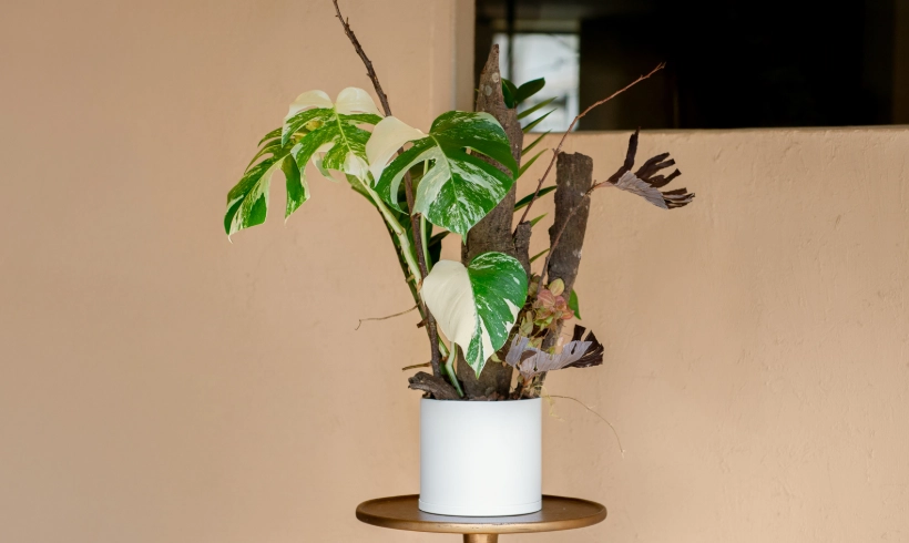 龜背芋室內問題