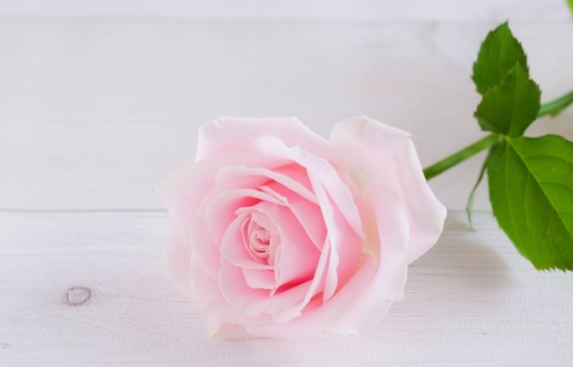 粉玫瑰白玫瑰搭配