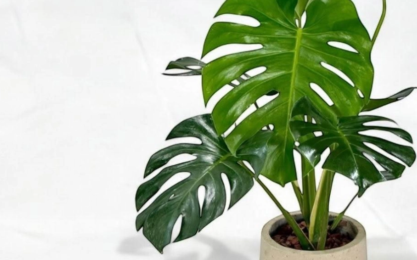 龜背芋室內種植