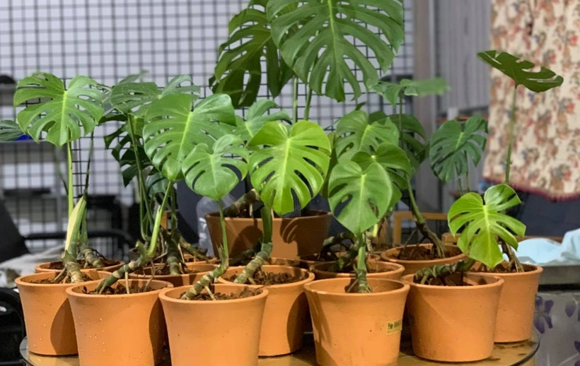 龜背芋室內照顧