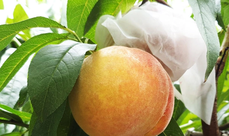 黃金水蜜桃品種