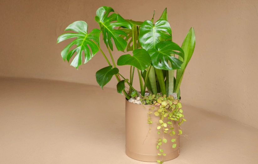 龜背芋室內問題