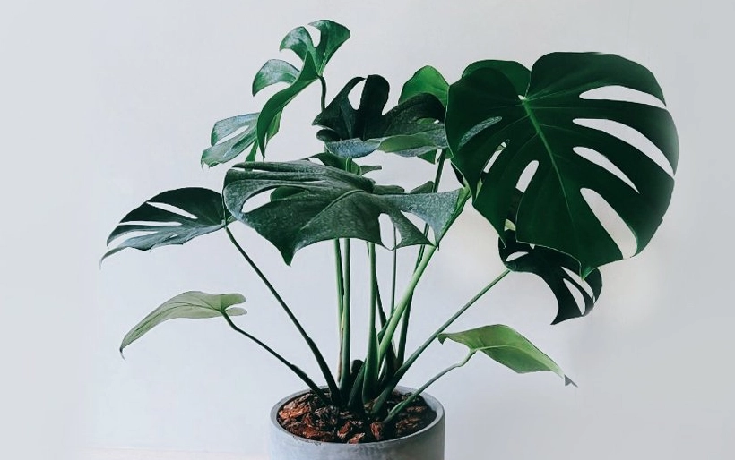 龜背芋室內照顧