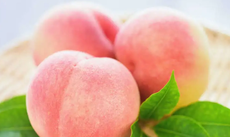 沖繩水蜜桃品種