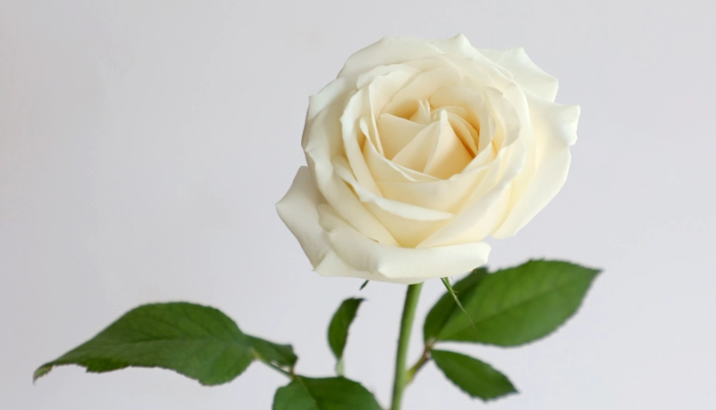 白色玫瑰的意義