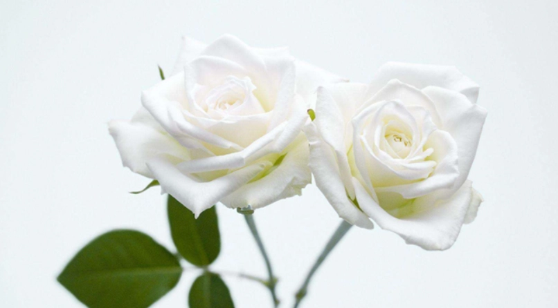 白色玫瑰 花語