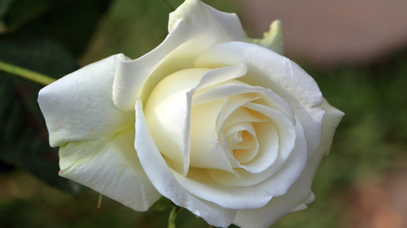 白色玫瑰的意義