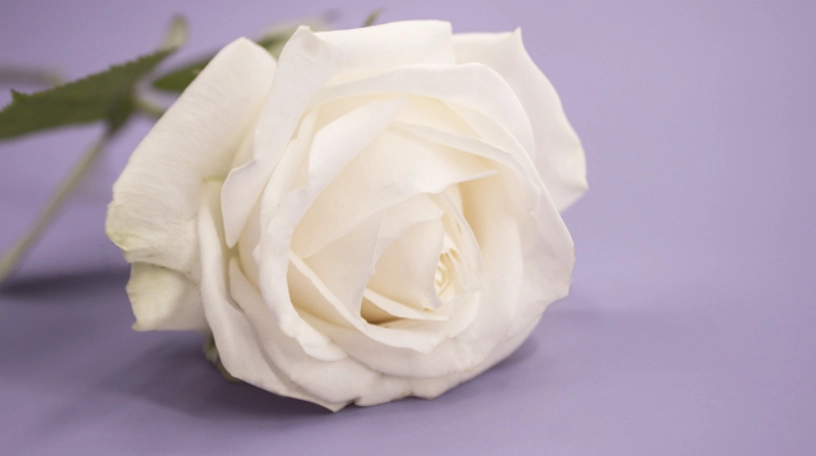 白色玫瑰的意義
