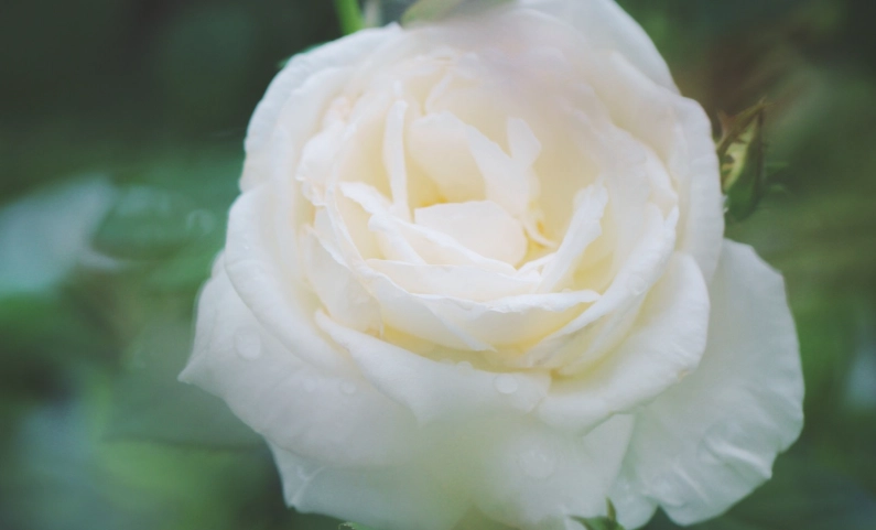 白色玫瑰的意義