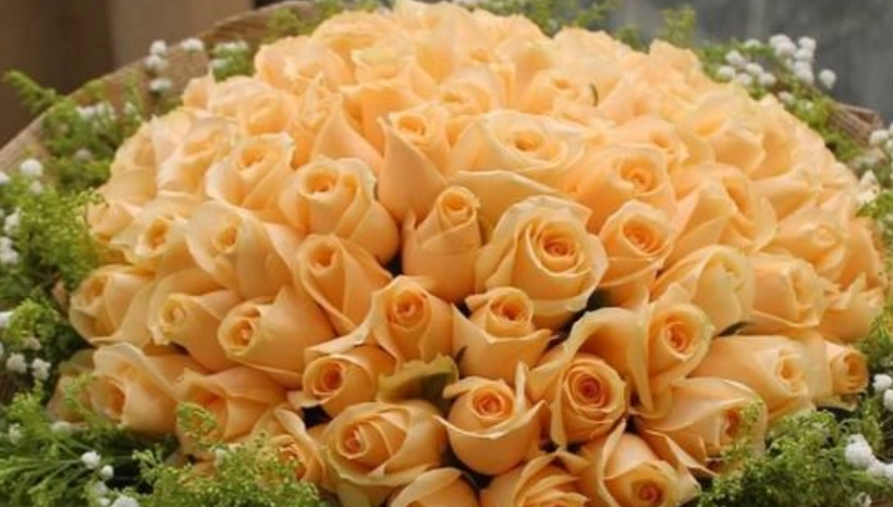 玫瑰花顏色花語