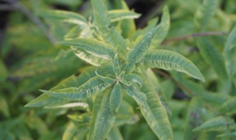 檸檬馬鞭草茶做法