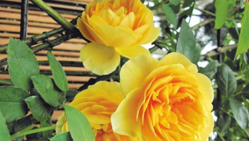 玫瑰花數量代表