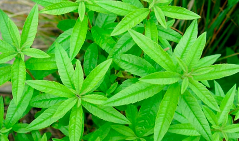 檸檬馬鞭草種植