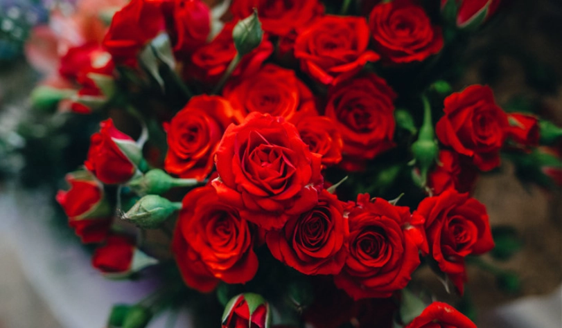 玫瑰花顏色意義