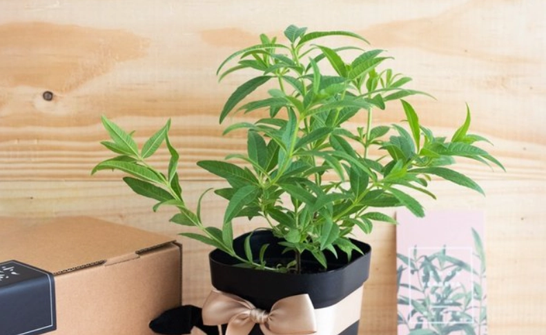 檸檬馬鞭草種植