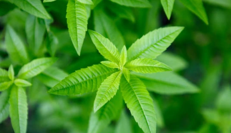 檸檬馬鞭草茶做法