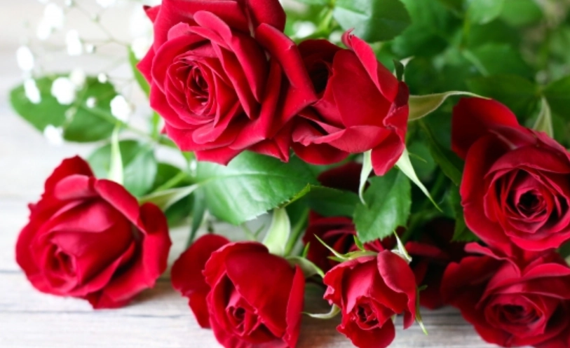 玫瑰花數量代表