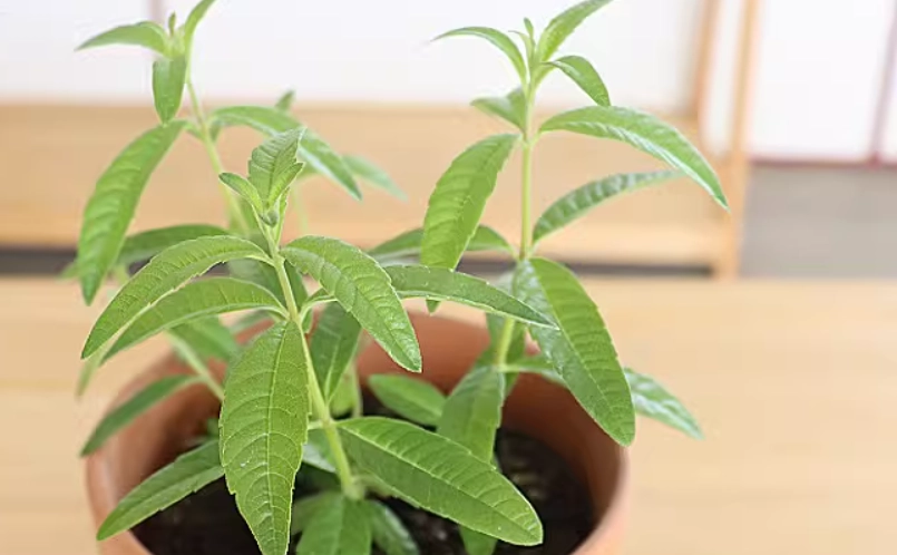 檸檬馬鞭草功效