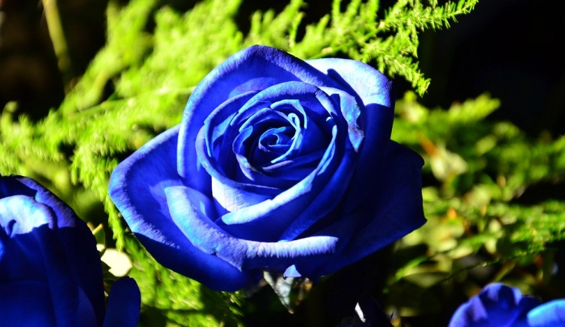 玫瑰花顏色意義