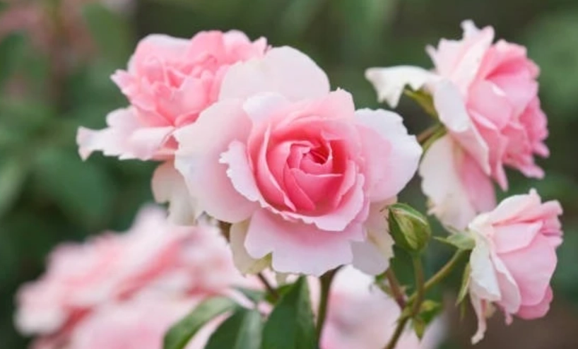 玫瑰花顏色意義