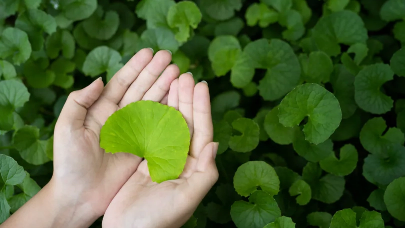 積雪草功效 積雪草功效