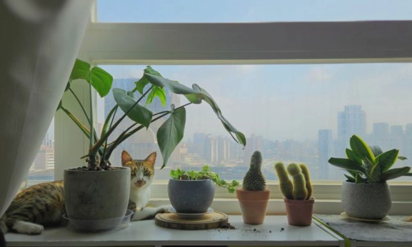 窗邊植物推薦