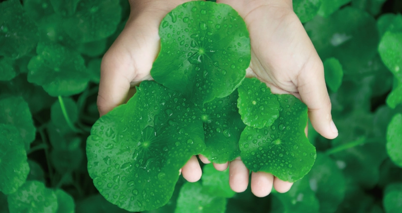 老虎草軟膏 老虎草軟膏