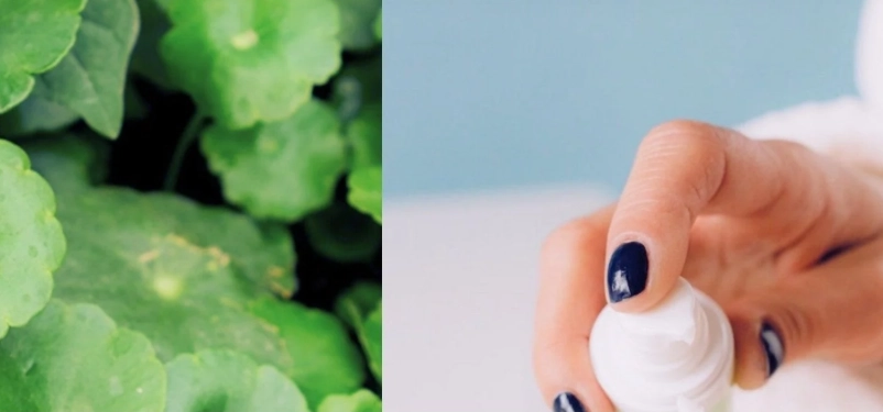 積雪草功效 積雪草功效