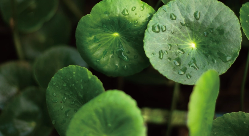 積雪草功效 積雪草功效