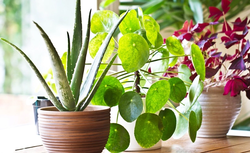 淨化空氣植物 淨化空氣植物