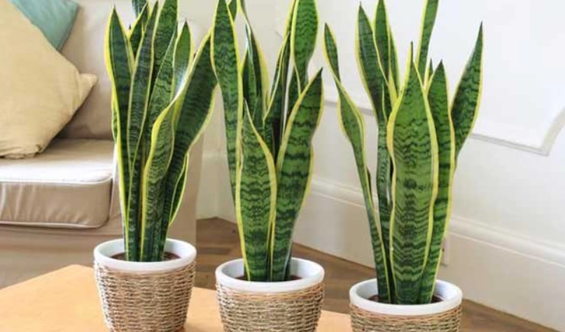 室內盆栽推薦 室內盆栽推薦