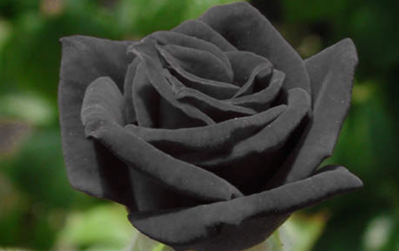 黑玫瑰栽培 黑玫瑰栽培