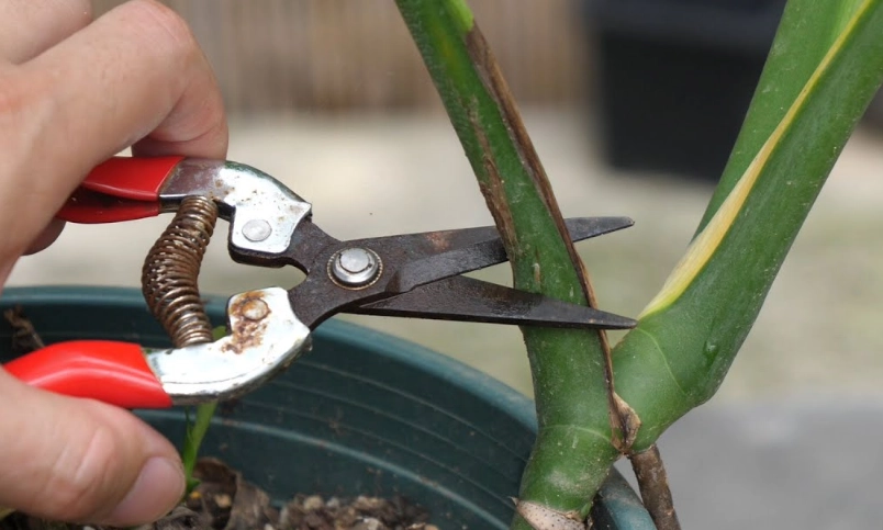 龜背芋修剪方法