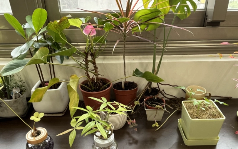 淨化空氣植物 淨化空氣植物