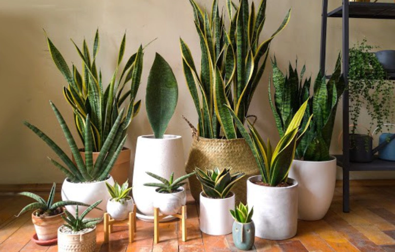 去除甲醛植物 去除甲醛植物