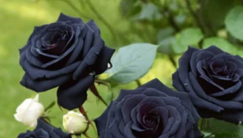 黑玫瑰栽培 黑玫瑰栽培