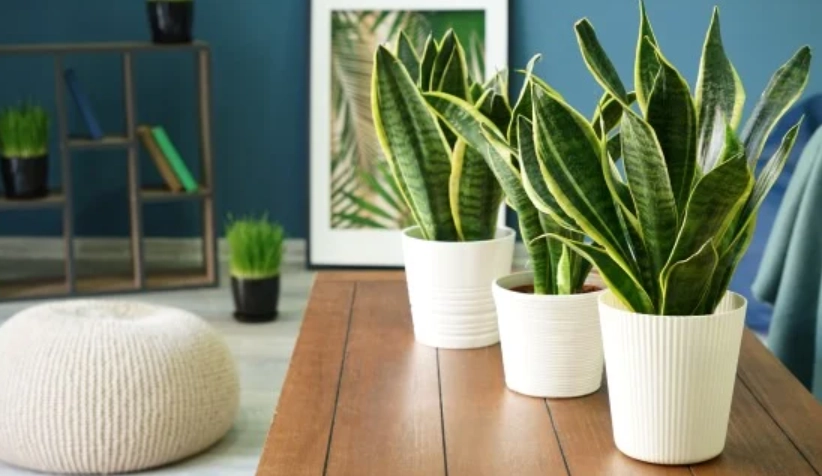 室內盆栽推薦 室內盆栽推薦