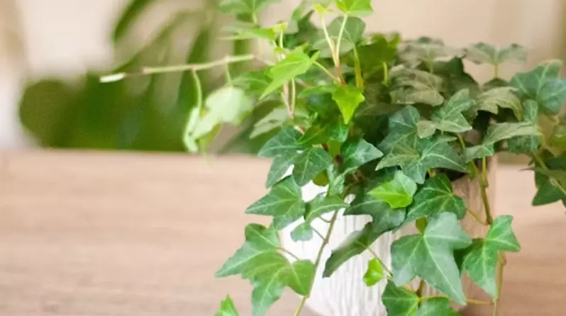 去除甲醛植物 去除甲醛植物