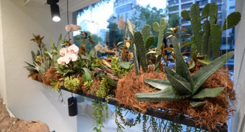 室內植物排行榜