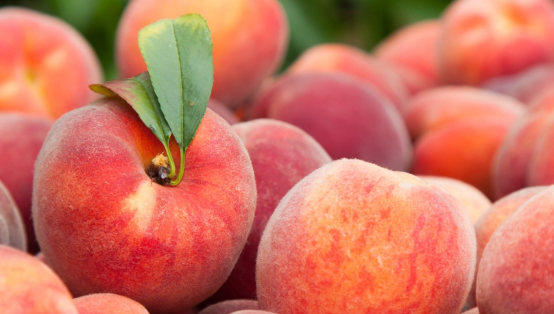 水蜜桃 挑選技巧