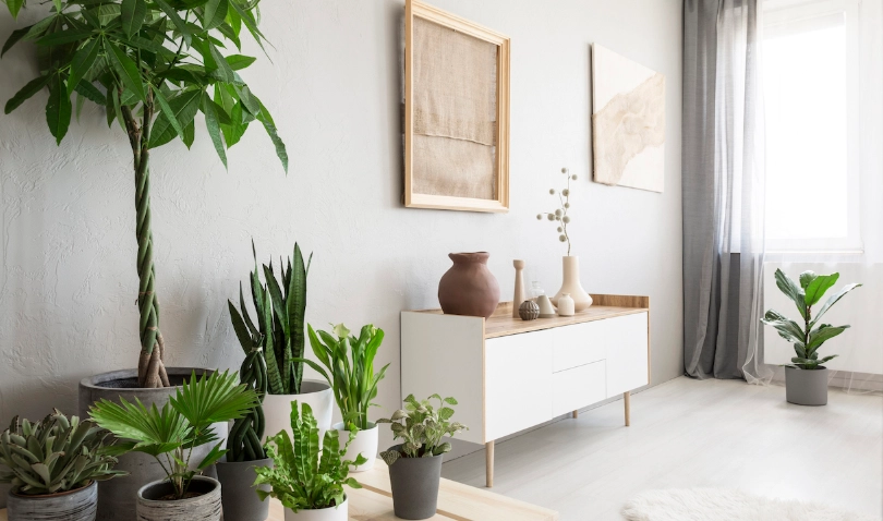 室內植物排行榜