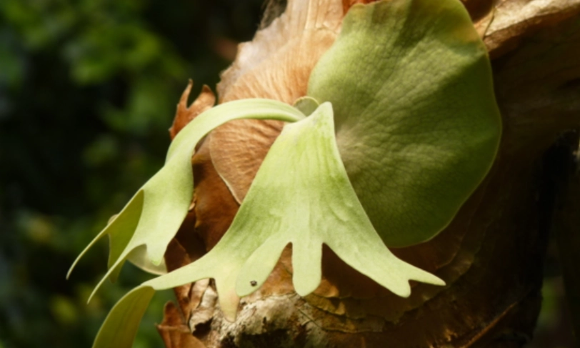 二叉鹿角蕨 台灣