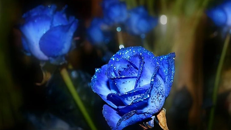 藍玫瑰送禮指南
