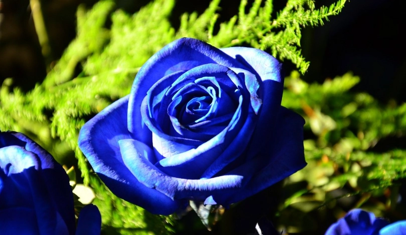 藍玫瑰送禮指南