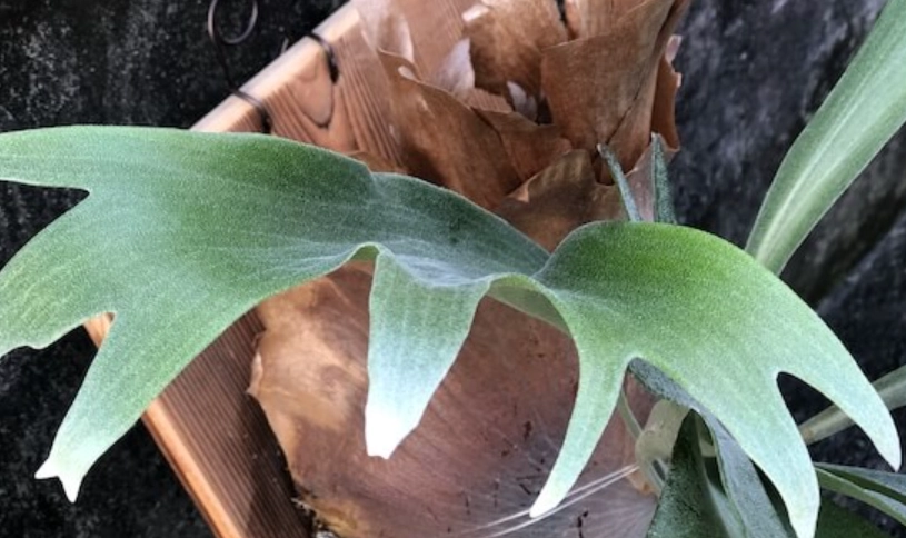 二叉鹿角蕨 台灣